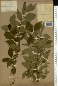 Ulmus minor subsp. minor, Eastern Europe, South Ukrainian region (E12) (Ukraine)