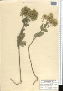 Lepidium chalepense L., Middle Asia, Western Tian Shan & Karatau (M3) (Kyrgyzstan)