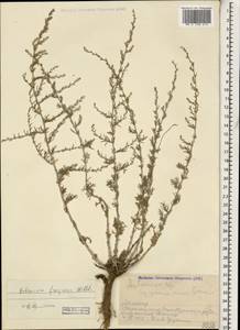 Artemisia lercheana Weber ex Stechm., Caucasus, Armenia (K5) (Armenia)