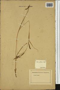 Carex sylvatica Huds., Western Europe (EUR) (Italy)
