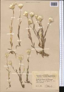 Chardinia orientalis (L.) Kuntze, Middle Asia, Western Tian Shan & Karatau (M3) (Uzbekistan)