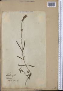 Lavandula angustifolia Mill., Western Europe (EUR)