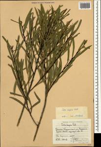 Salix caspica Pall., Caucasus, Dagestan (K2) (Russia)