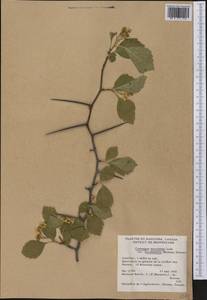 Crataegus succulenta Schrad. ex Link, America (AMER) (Canada)