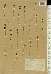 Euphrasia ×vernalis List, Eastern Europe, Central forest region (E5) (Russia)