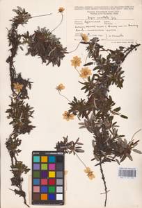 Dryas octopetala L., Eastern Europe, Northern region (E1) (Russia)