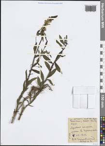 Linaria acutiloba Fisch. ex Rchb., Siberia, Baikal & Transbaikal region (S4) (Russia)