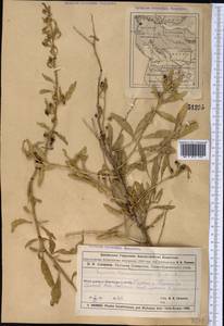 Lycium depressum Stocks, Middle Asia, Muyunkumy, Balkhash & Betpak-Dala (M9) (Kazakhstan)