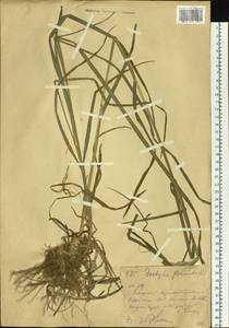Dactylis glomerata L., Siberia, Western (Kazakhstan) Altai Mountains (S2a) (Kazakhstan)