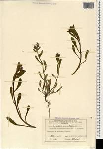 Lycopsis arvensis subsp. orientalis (L.) Kusn., Caucasus, Azerbaijan (K6) (Azerbaijan)