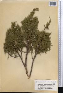 Juniperus pseudosabina Fisch. & C.A.Mey., Middle Asia, Dzungarian Alatau & Tarbagatai (M5) (Kazakhstan)