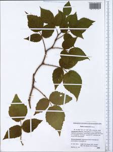 Rubus idaeus subsp. melanolasius Focke, Siberia, Russian Far East (S6) (Russia)