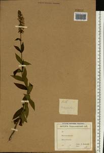 Stachys palustris L., Eastern Europe, North Ukrainian region (E11) (Ukraine)