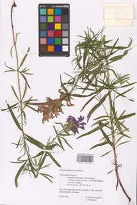 MHA 0 155 886, Dracocephalum ruyschiana L., Eastern Europe, Central region (E4) (Russia)