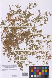 Moehringia trinervia (L.) Clairv., Eastern Europe, Moscow region (E4a) (Russia)