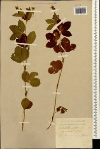 Potentilla elatior Willd. ex Schltdl., Caucasus, Krasnodar Krai & Adygea (K1a) (Russia)