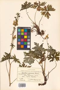 Aconitum ranunculoides subsp. ajanense (Steinb.) Vorosch., Siberia, Russian Far East (S6) (Russia)