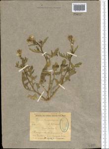 Eruca vesicaria subsp. sativa (Mill.) Thell., Middle Asia, Syr-Darian deserts & Kyzylkum (M7) (Uzbekistan)