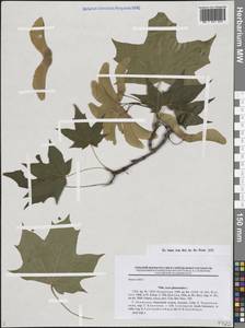 Acer platanoides L., Eastern Europe, North-Western region (E2) (Russia)