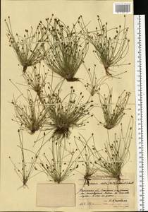 Eleocharis ovata (Roth) Roem. & Schult., Eastern Europe, Central region (E4) (Russia)