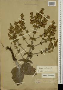 Salvia aethiopis L., Caucasus, Armenia (K5) (Armenia)