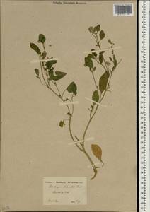 Heliotropium ellipticum Ledeb., South Asia, South Asia (Asia outside ex-Soviet states and Mongolia) (ASIA) (Iran)