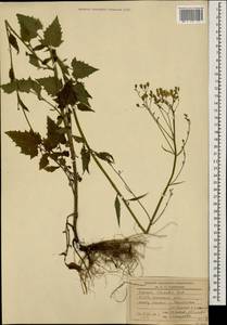 Lapsana communis subsp. intermedia (M. Bieb.) Hayek, Caucasus, Azerbaijan (K6) (Azerbaijan)