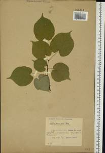 Tilia cordata Mill., Eastern Europe, Belarus (E3a) (Belarus)
