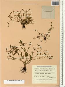 Ranunculus lateriflorus DC., Caucasus, Georgia (K4) (Georgia)