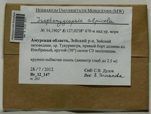 Isopterygiella alpicola (Lindb.) Ignatov & Ignatova, Bryophytes, Bryophytes - Russian Far East (excl. Chukotka & Kamchatka) (B20) (Russia)