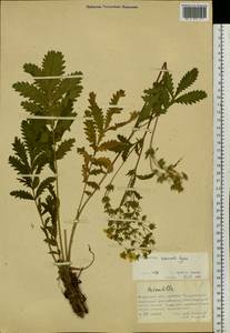 Potentilla tanacetifolia Willd. ex D. F. K. Schltdl., Siberia, Russian Far East (S6) (Russia)