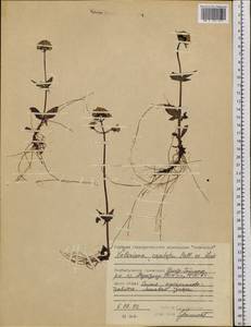 Valeriana capitata Link, Siberia, Central Siberia (S3) (Russia)