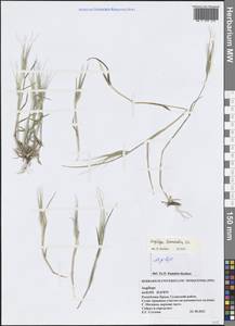 Aegilops biuncialis Vis., Crimea (KRYM) (Russia)
