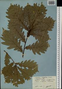 Quercus mongolica Fisch. ex Ledeb., Siberia, Russian Far East (S6) (Russia)