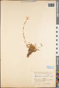 Dianthus uralensis Korsh., Eastern Europe, Eastern region (E10) (Russia)