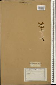 Phelipanche ramosa (L.) Pomel, Caucasus (no precise locality) (K0)