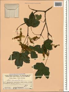 Acer campestre L., Caucasus, Georgia (K4) (Georgia)