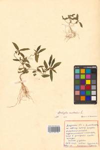 Acalypha australis L., Siberia, Russian Far East (S6) (Russia)