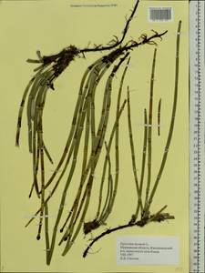 Equisetum hyemale L., Eastern Europe, Northern region (E1) (Russia)
