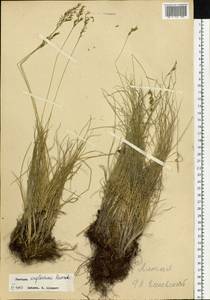 Festuca kryloviana Reverd., Siberia, Western (Kazakhstan) Altai Mountains (S2a) (Kazakhstan)