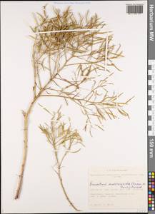 Brassica elongata subsp. integrifolia (Boiss.) Breistr., Siberia, Altai & Sayany Mountains (S2) (Russia)