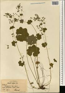 Alchemilla heptagona Juz., Eastern Europe, Moscow region (E4a) (Russia)