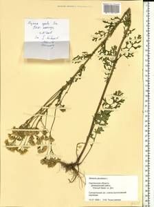 Jacobaea vulgaris subsp. vulgaris, Eastern Europe, Western region (E3) (Russia)