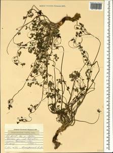 Chaerophyllum humile M. Bieb., Caucasus, North Ossetia, Ingushetia & Chechnya (K1c) (Russia)