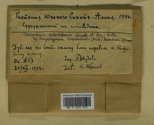 Claopodium pellucinerve (Mitt.) Best, Bryophytes, Bryophytes - Russian Far East (excl. Chukotka & Kamchatka) (B20) (Russia)