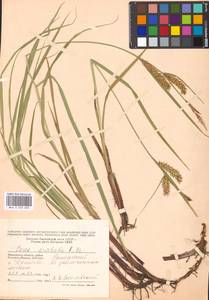 Carex atherodes Spreng., Eastern Europe, Moscow region (E4a) (Russia)