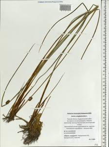 Juncus conglomeratus L., Eastern Europe, North-Western region (E2) (Russia)