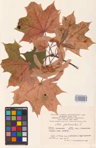 Acer platanoides L., Eastern Europe, Western region (E3) (Russia)