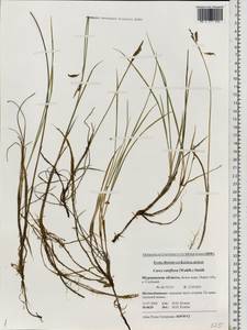 Carex rariflora (Wahlenb.) Sm., Eastern Europe, Northern region (E1) (Russia)