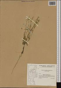 Raphanus raphanistrum subsp. landra (Moretti ex DC.) Bonnier & Layens, Western Europe (EUR) (Denmark)